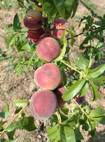 broskyna prunus persica Benedicte plody na strome