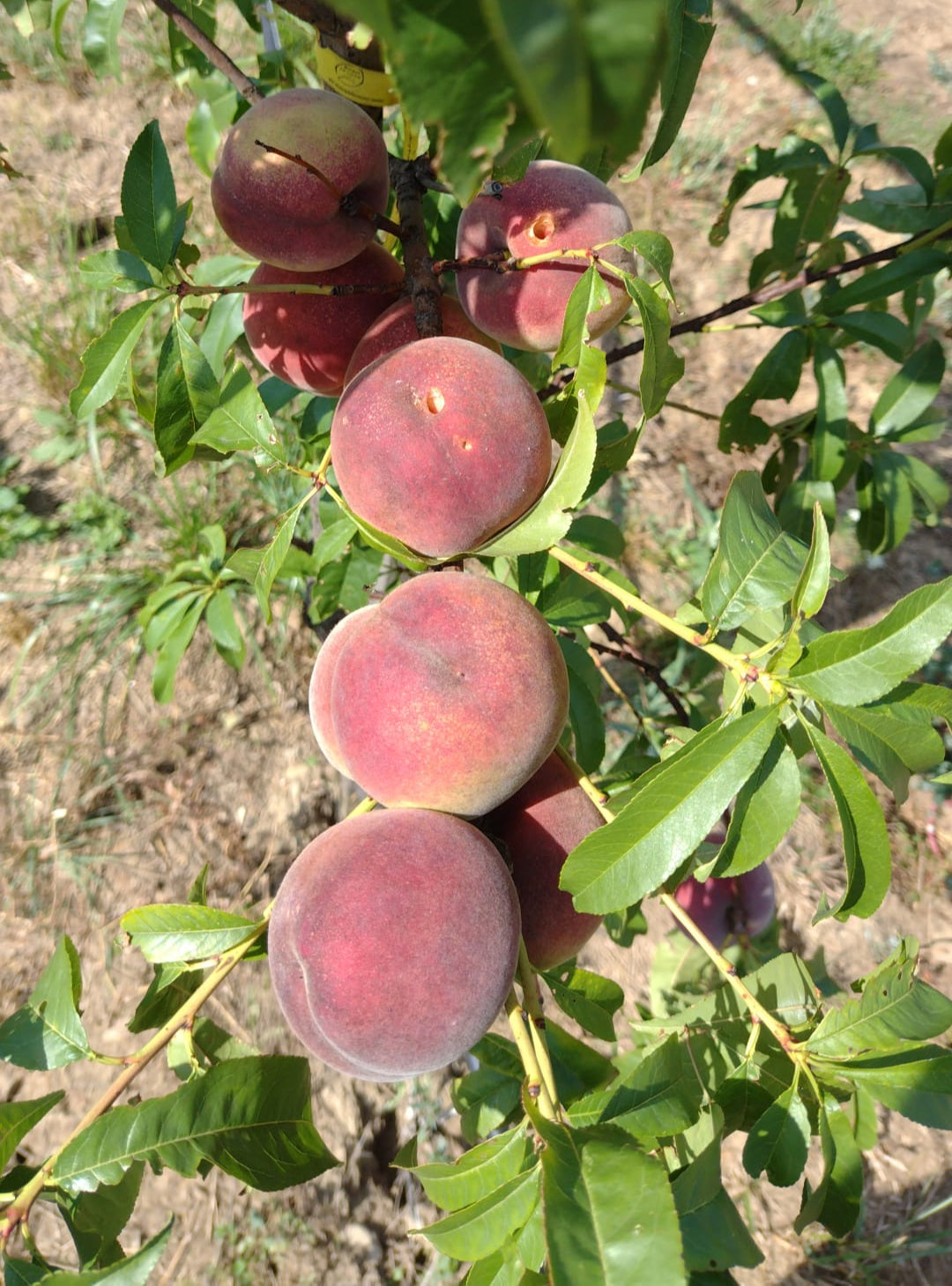 broskyna prunus persica Benedicte plody na strome