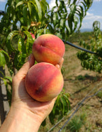 broskyna prunus persica Benedicte plody v dlani