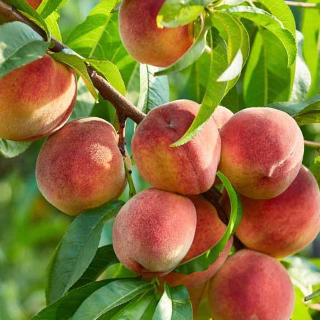 broskyna prunus persica Dixired plody na strome