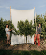 broskyna prunus persica Dixired stromy v poraste