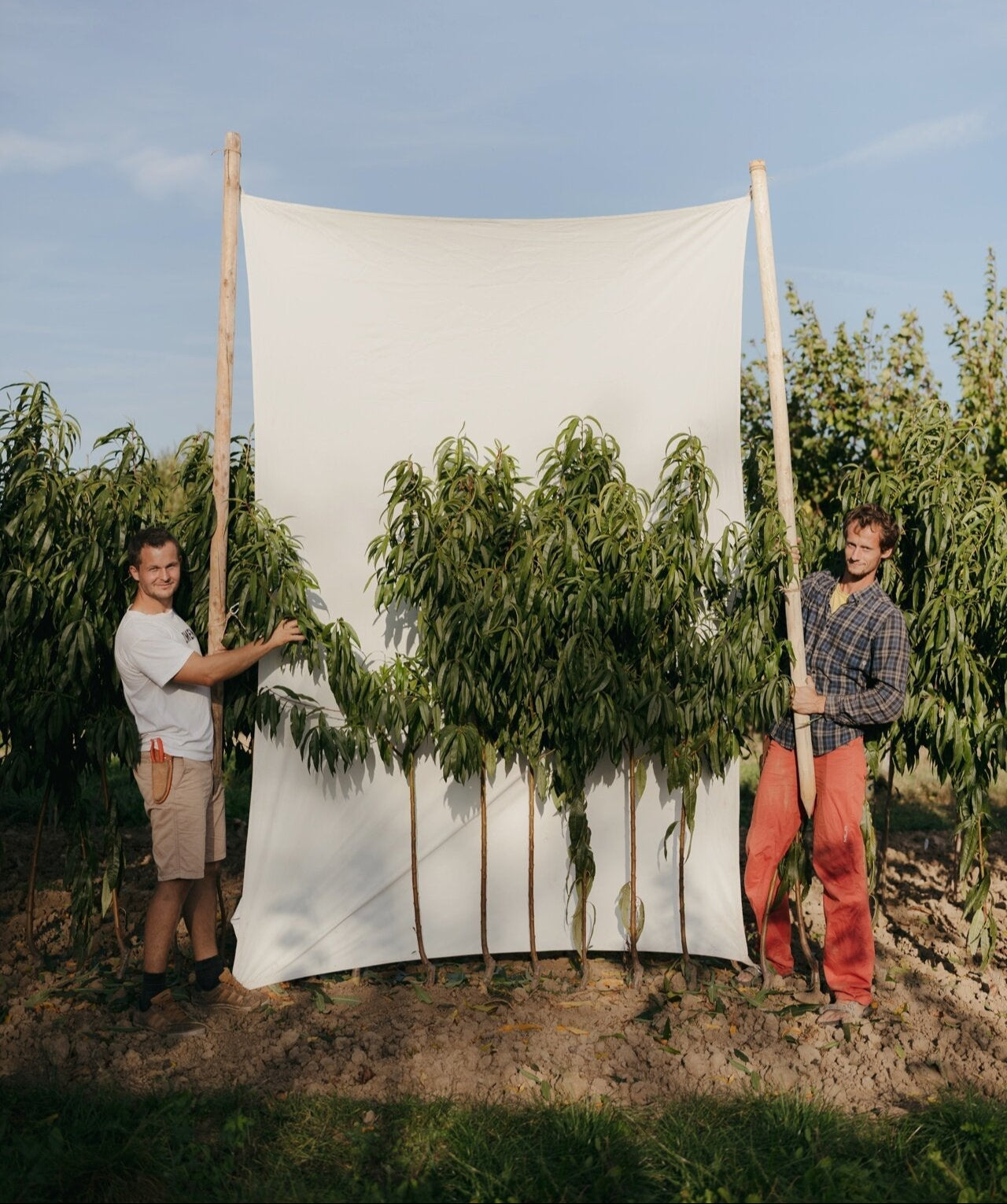 broskyna prunus persica Dixired stromy v poraste