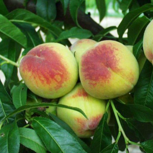 broskyna prunus persica Fénix plody žíhané