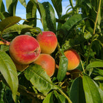 broskyna prunus persica Fénix plody žíhané