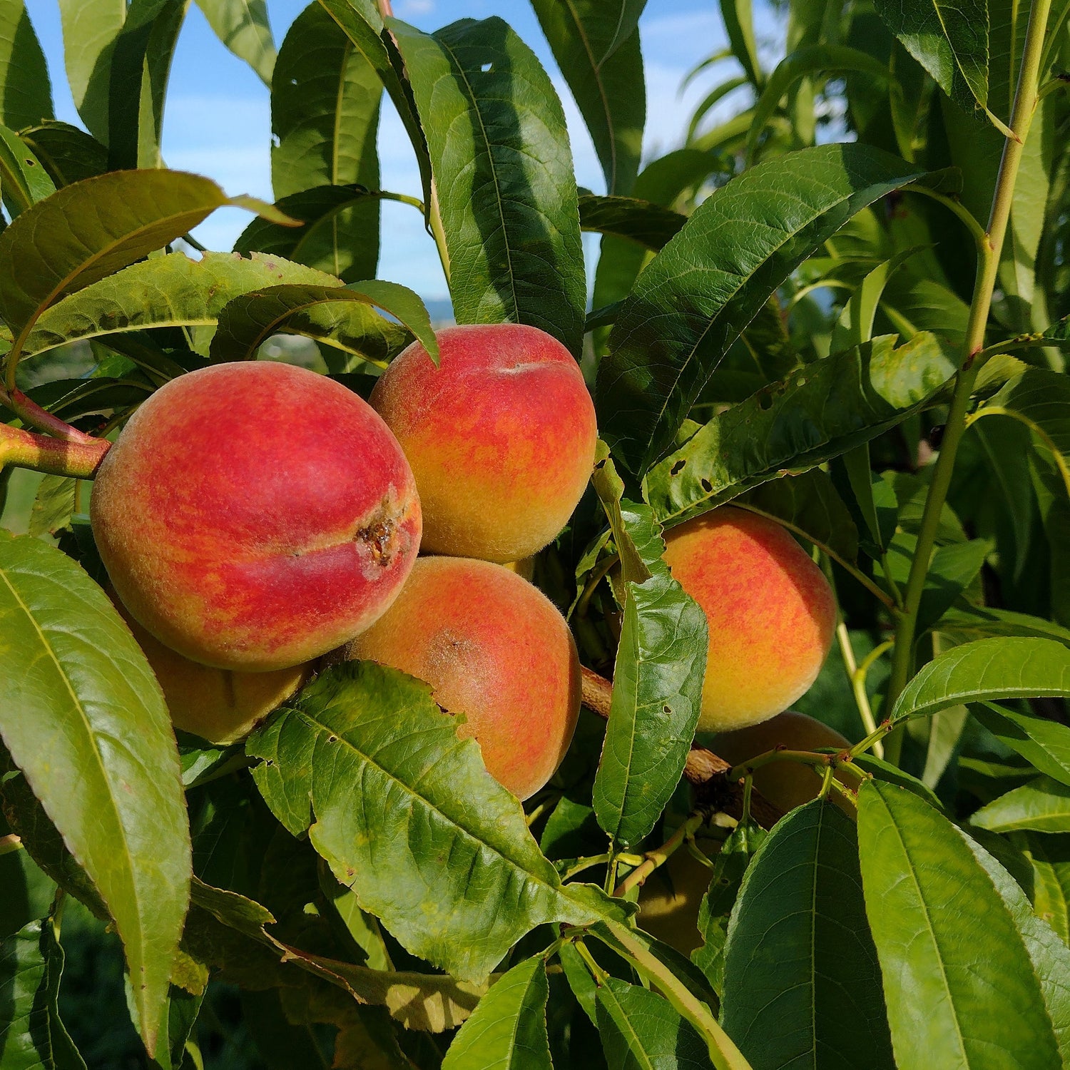 broskyna prunus persica Fénix plody žíhané
