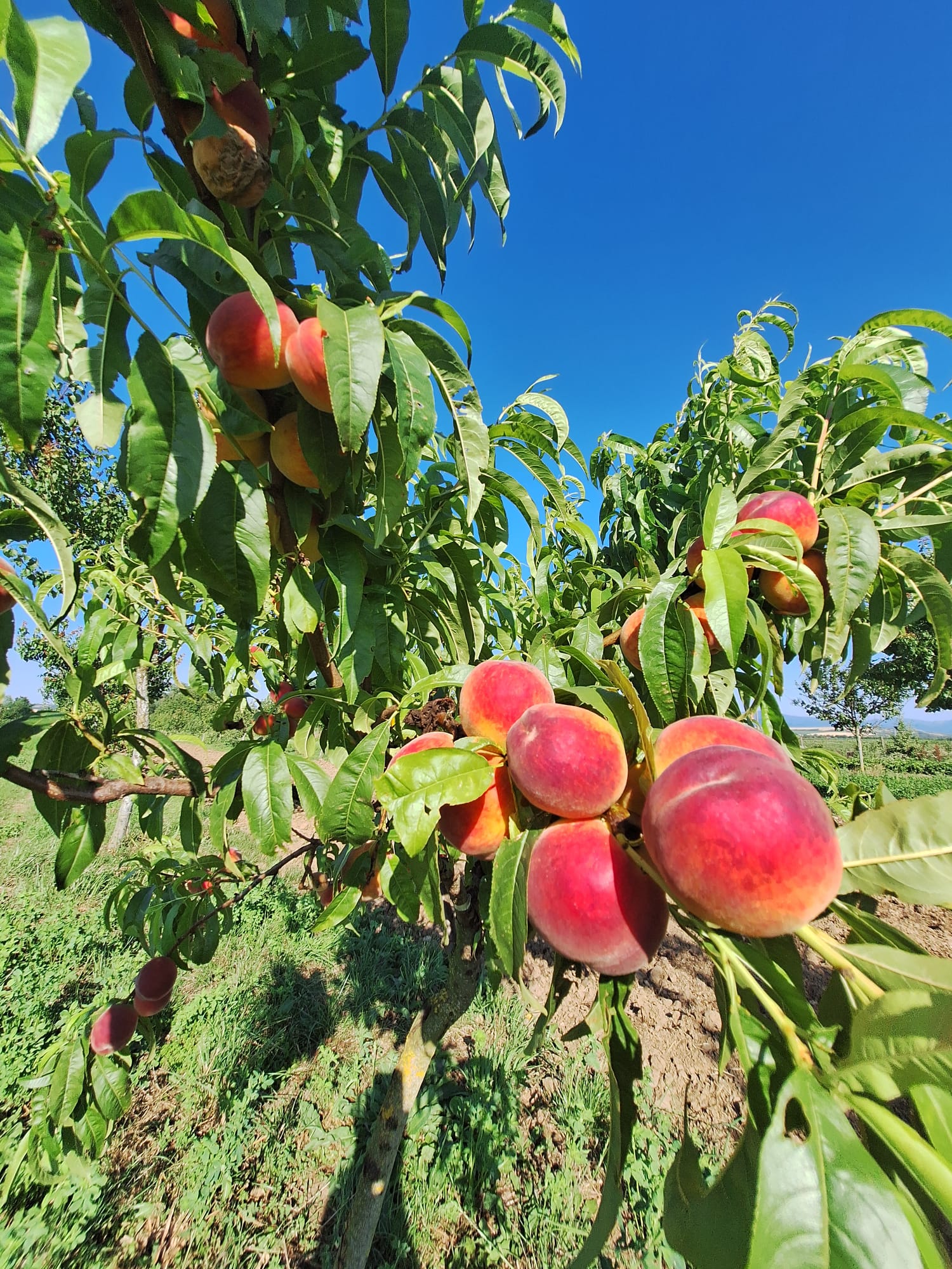 broskyna prunus persica Fénix plody  na strome