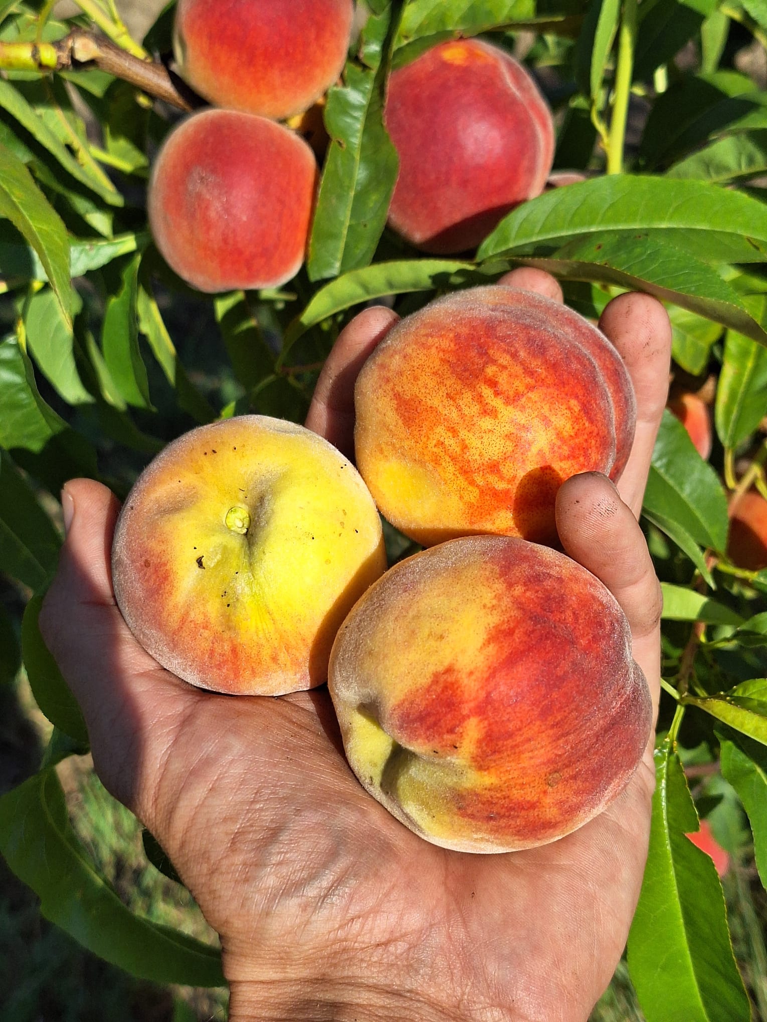 broskyna prunus persica Fénix plody žíhané v dlani