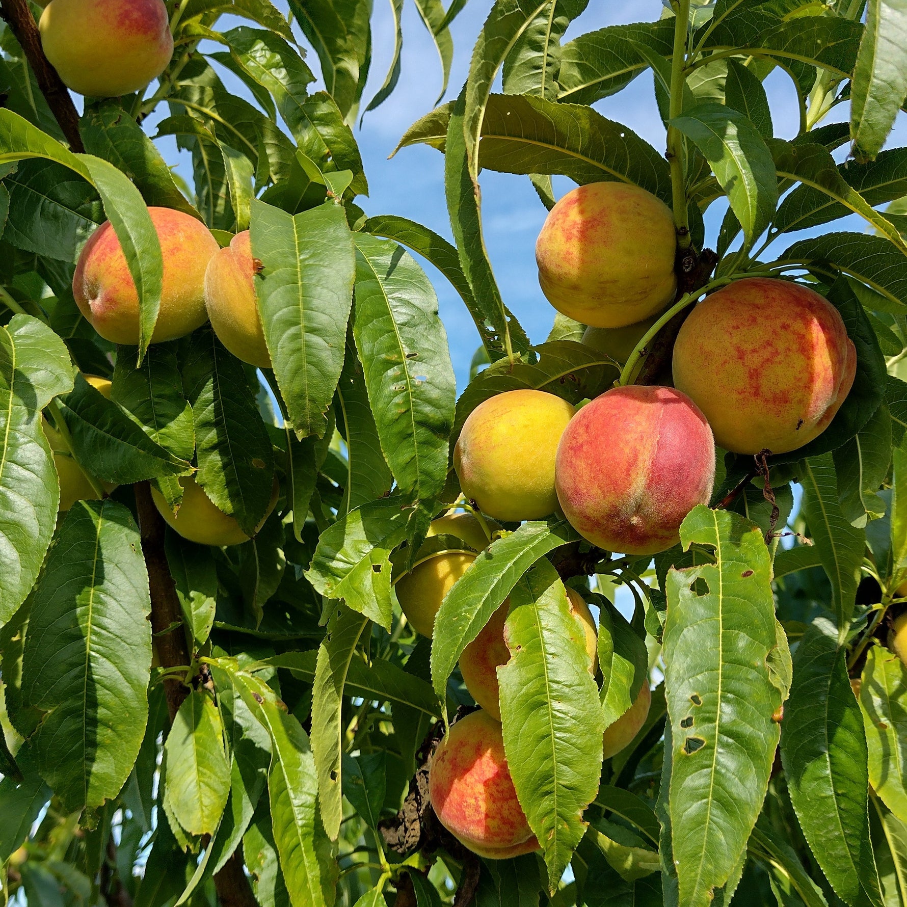 broskyna prunus persica Fénix plody žíhané na strome