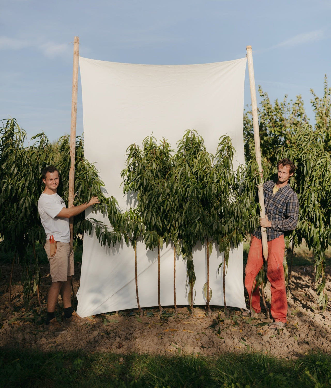 prunus persica broskyňa Harbinger stromy v poraste