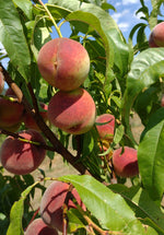 prunus persica broskyňa Kernechter vinohradnícka  broskyňa plody