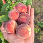 prunus persica broskyňa  Primissima delbard plody  v dlani  červenožlté žíhané