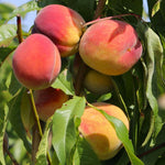 prunus persica broskyňa Redhaven  plody