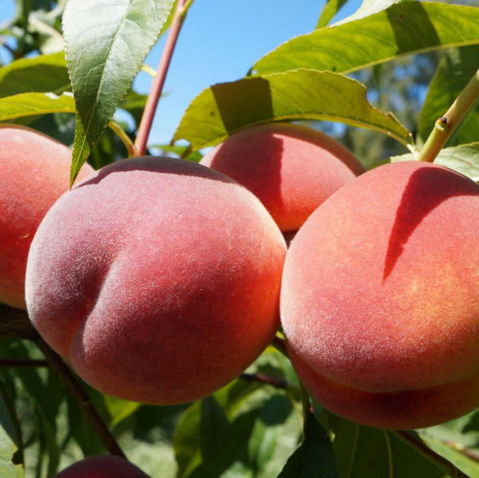 broskyňa Velvet červené plody