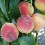 Broskyňa Earliglo detail plody