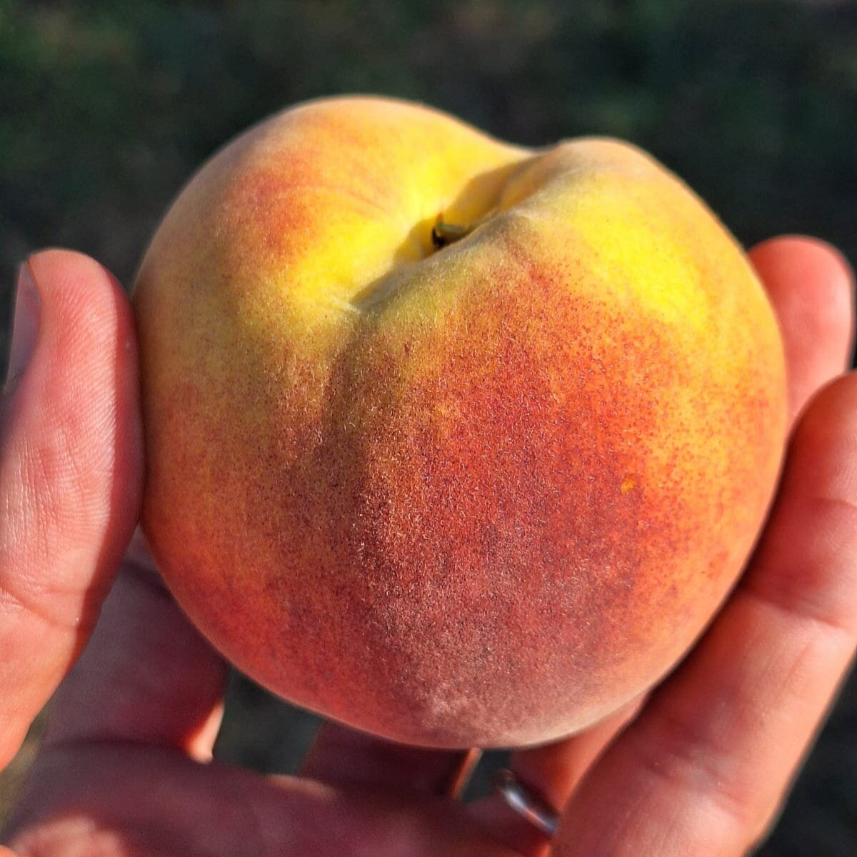 broskyňa prunus persica Flamingo  plod