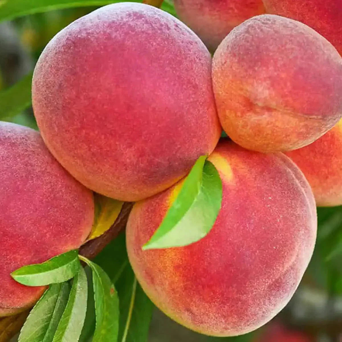 Broskyňa Jayhaven plody detail