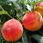 Broskyňa Mariska plody detail