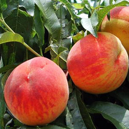 Broskyňa Mariska plody detail