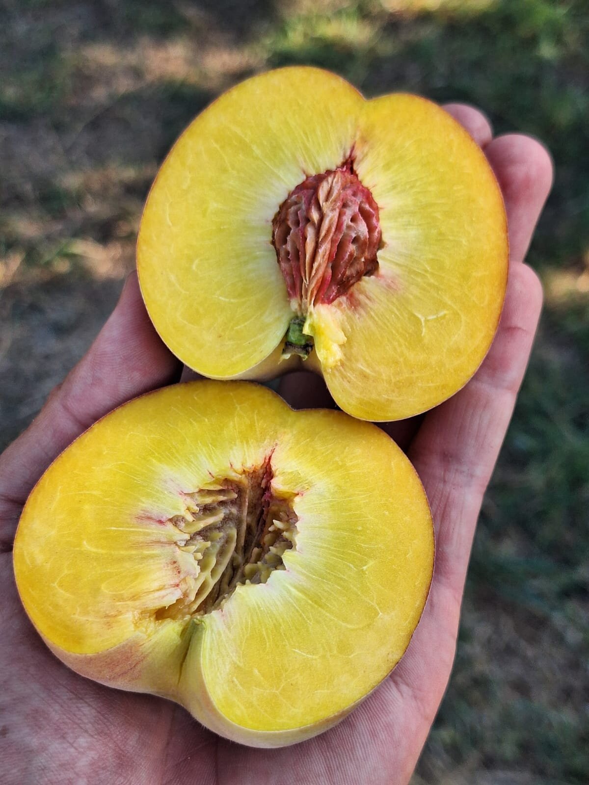 broskyňa prunus persica Flamingo  rozpolený plod