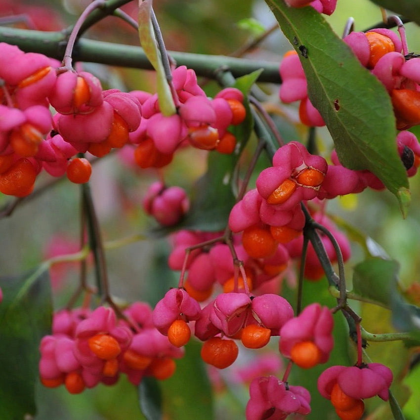 bršlen európsky kvety Euonymus europaeus