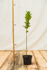 bršlen európsky Euonymus europaeus kontajner