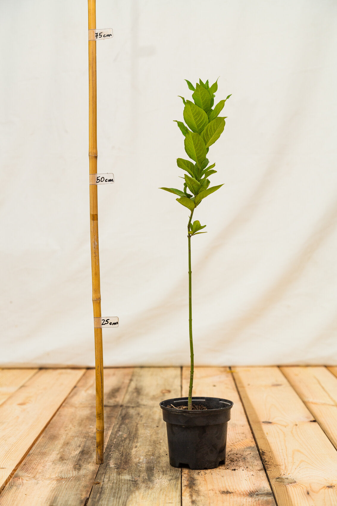 bršlen európsky Euonymus europaeus kontajner