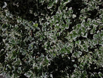 Bršlen Fortuneov Emerald Gaiety