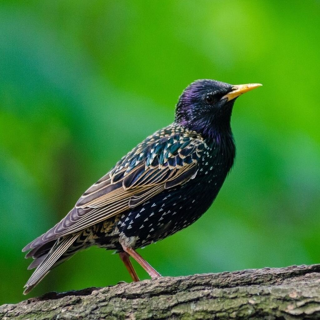 drevená búdka pre škorce a ďatle OPBDBUDSKODAT