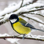 Drevená búdka pre sýkorky a vrabce – prírodné prevedenie bez náteru.
OPBDBUDSYK