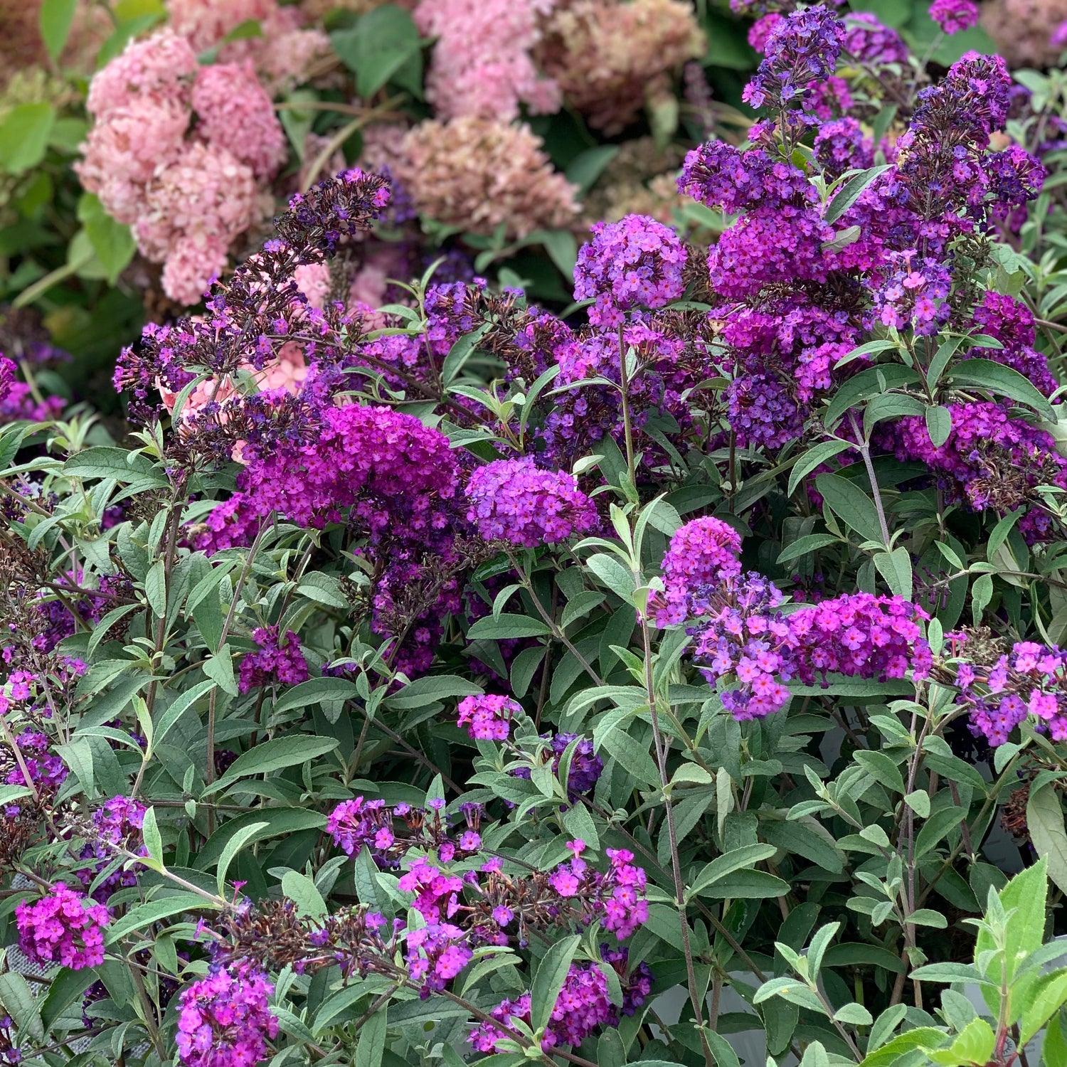 Budleja Davidova Royal Red detail kvety