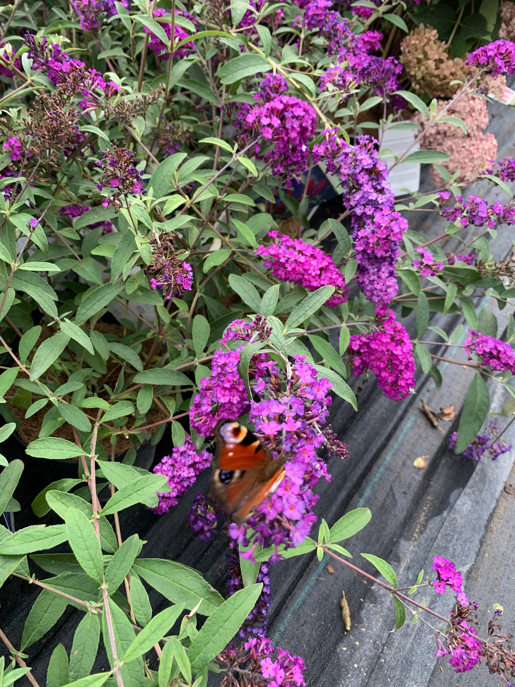 Budleja Davidova Royal Red detail kvety