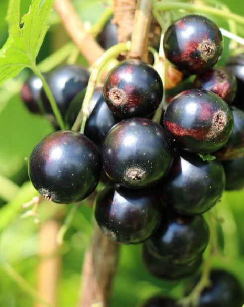 Ríbezľa čierna Cassisima Black Bells plody detail ovocný ker