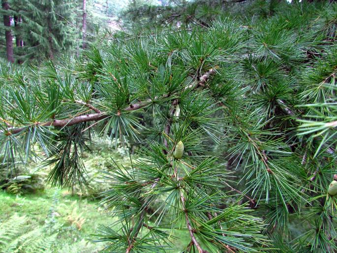 Céder himalájsky detail