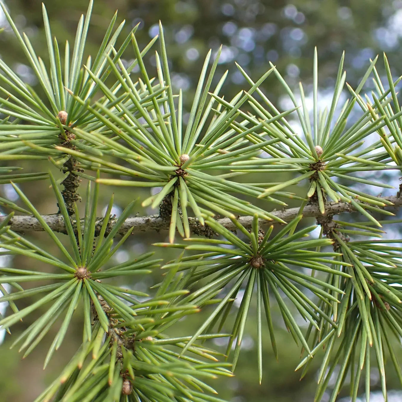 céder libanonský strom ihličnatý strom ihličnan detail 