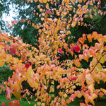 cercidovník japonský katsura strom 