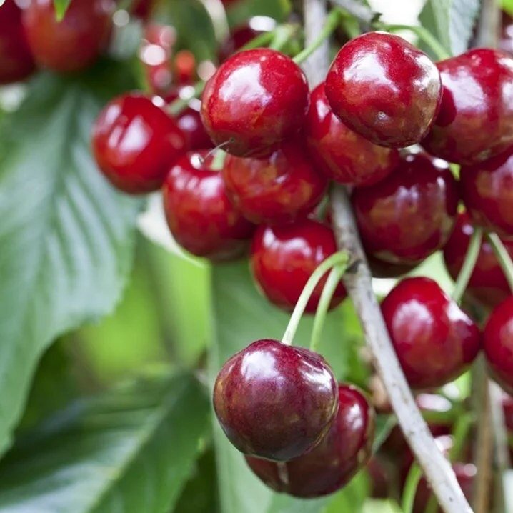 čerešňa Burlat prunus avium červené plody