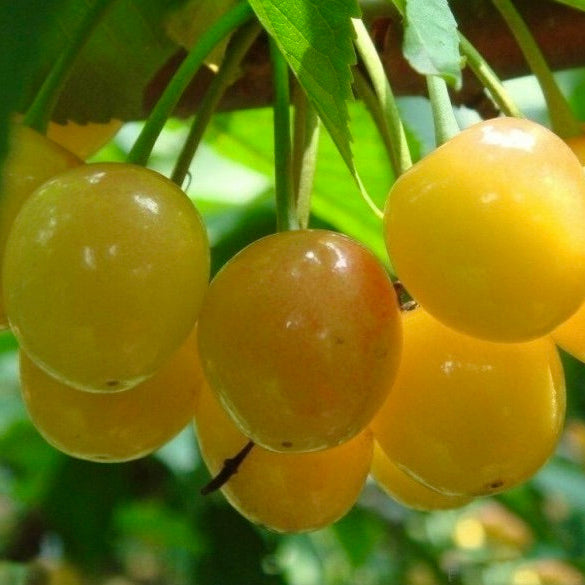 čerešňa Donissenova žlté plody