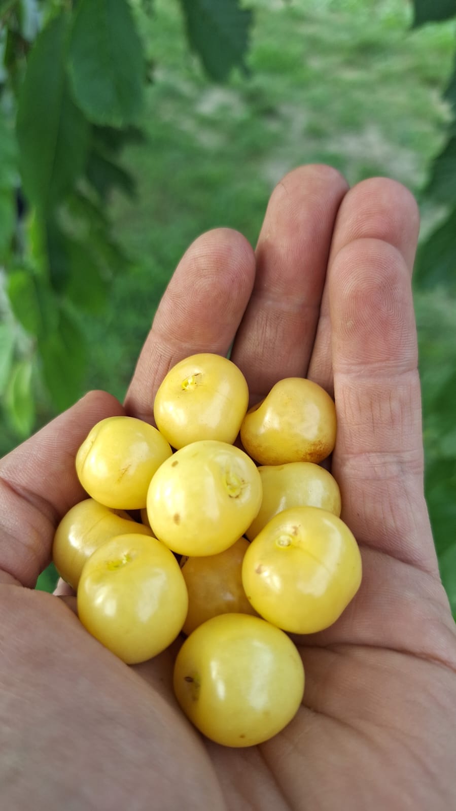 čerešňa Donisennova žlté plody v dlani