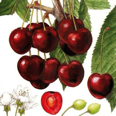 čerešňa Germersdorfská červené plody