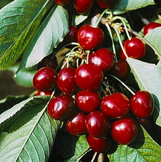 čerešňa Thurn Taxis Schneiderova prunus avium červené plody