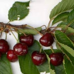 čerešňa Troprichterova prunus avium  červené plody