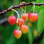 čerešňa Vlkova prunus avium  plody