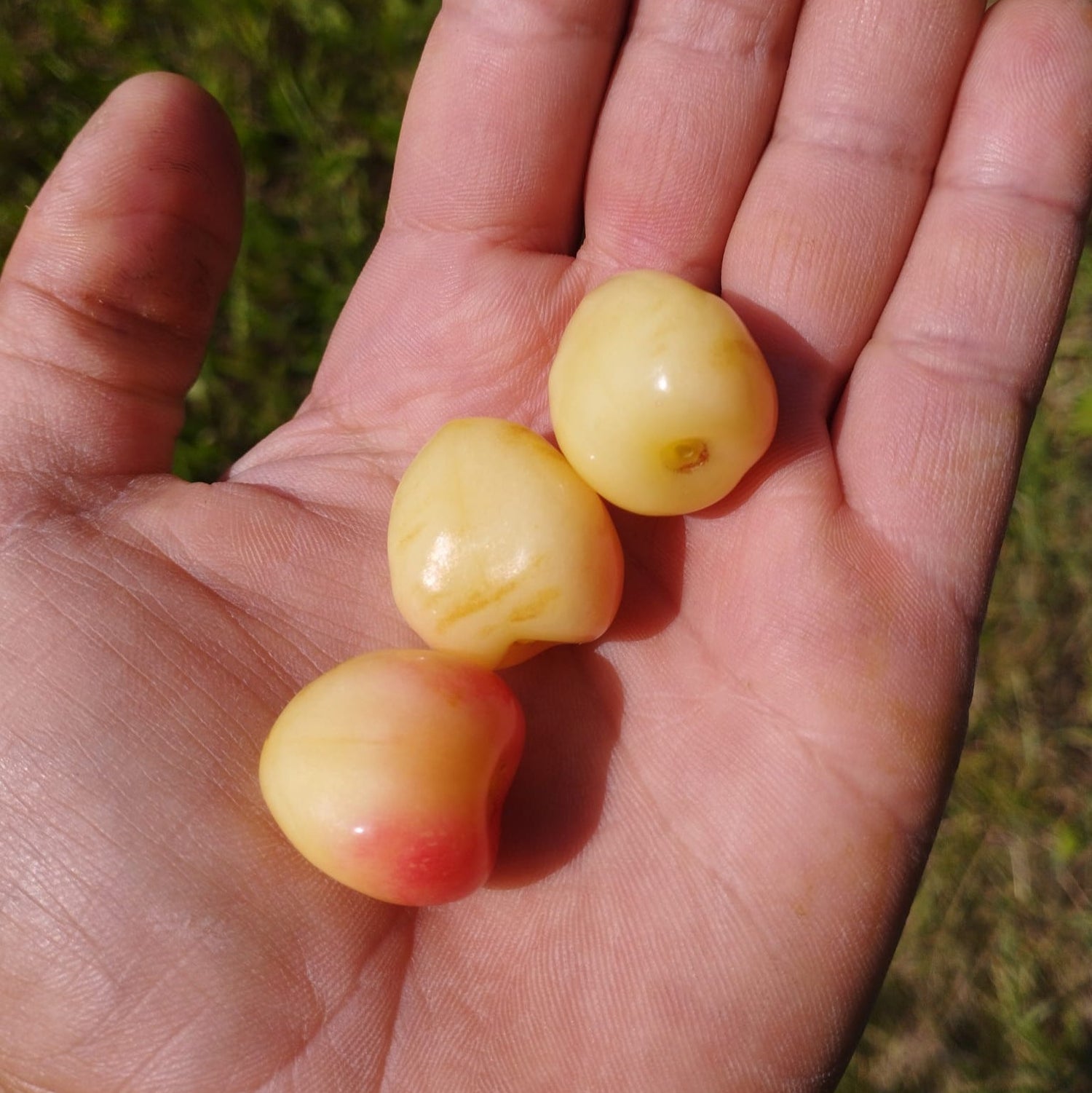 čerešňa Gemerská belica plody 