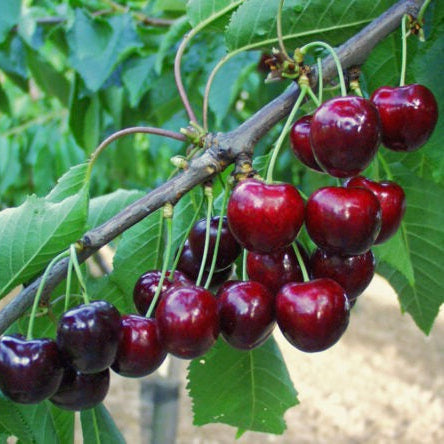 čerešňa Granát plody