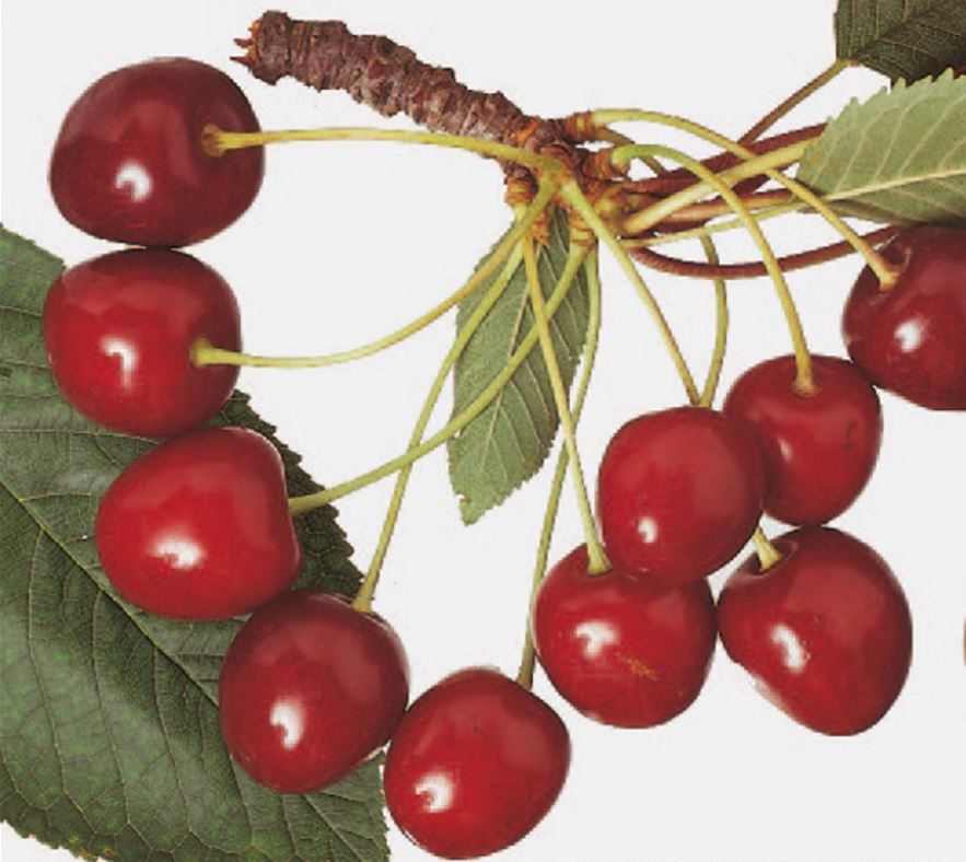 čerešňa Hedelfingenská plody