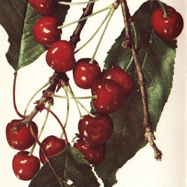 čerešňa Lyonská skorá plody