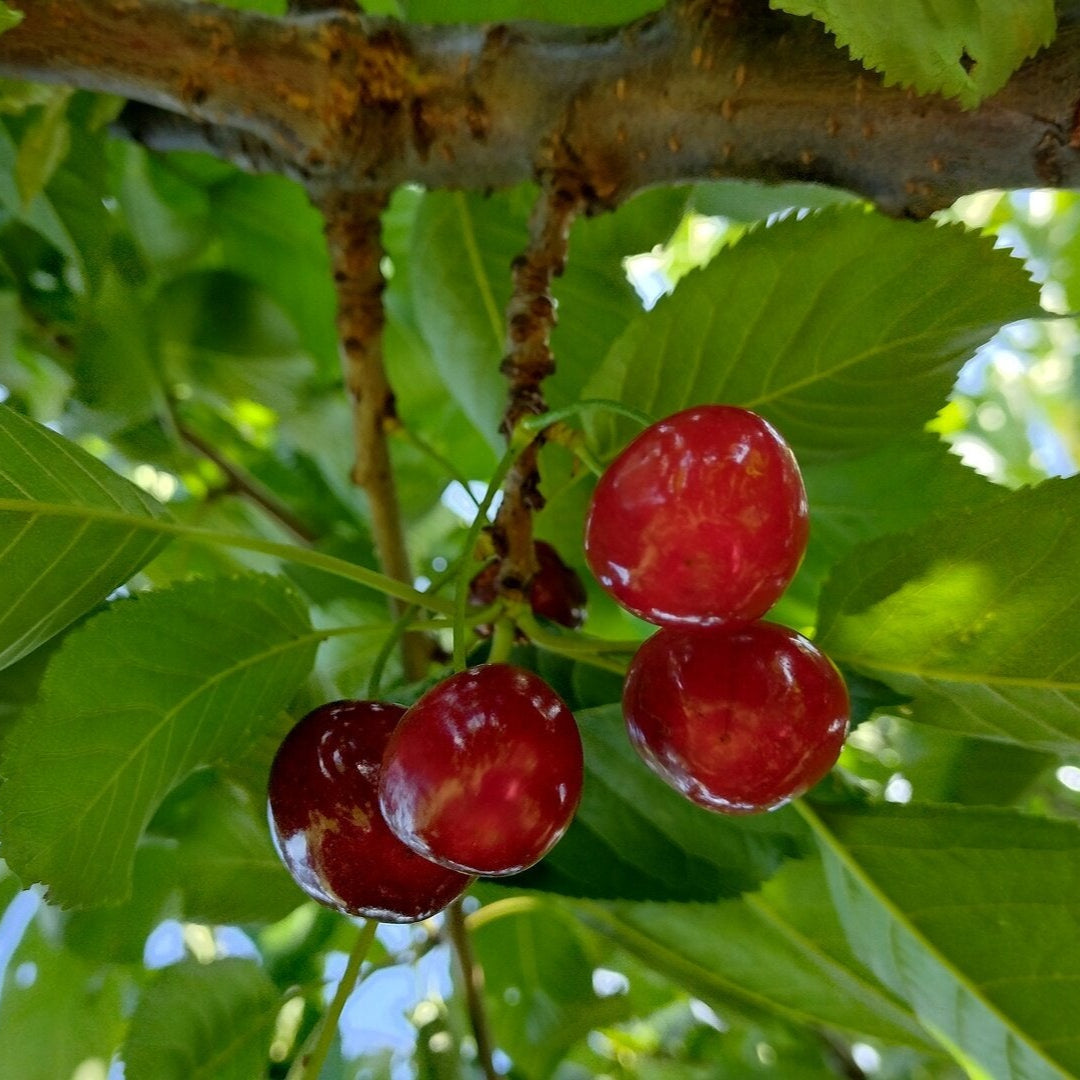 čerešňa Regina prunus avium  červené plody