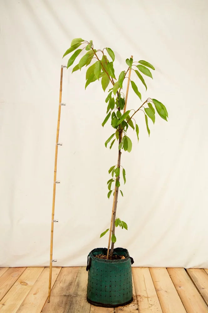 Čerešňa Regina airpot strom