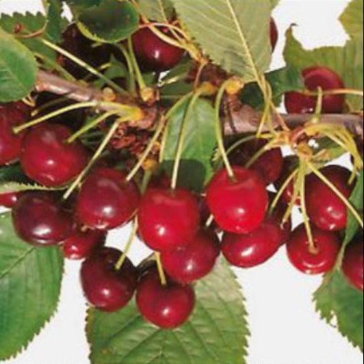 čerešňa Rychlica nemecká plody