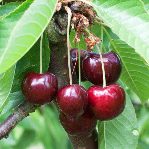 Čerešňa Veľká čierna chrupka plody detail